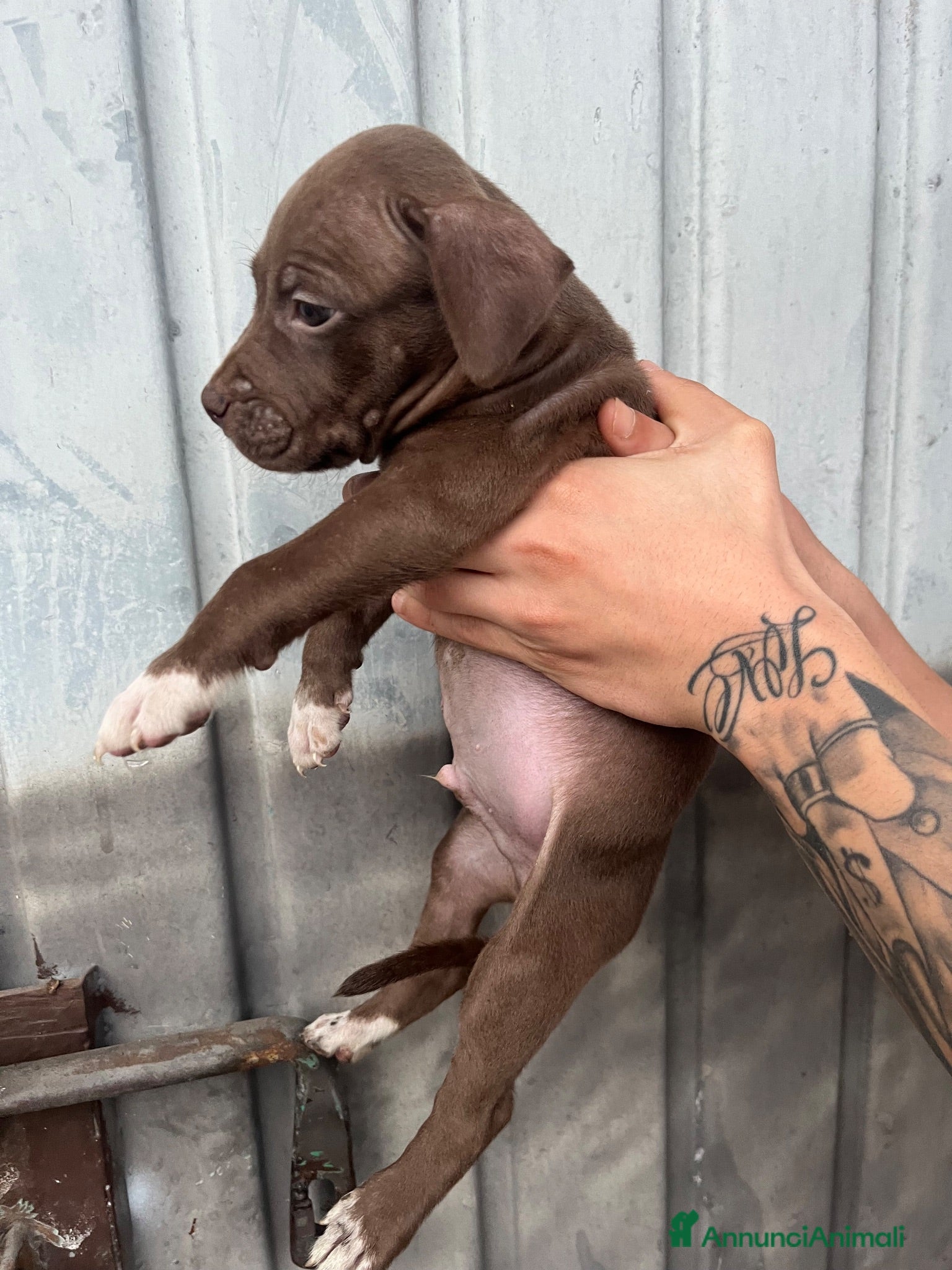 Pitbull cani CUCCIOLI PITBULL  - Annuncio 17