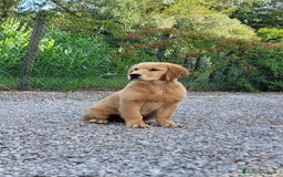 Golden Retriever cani in vendita: Golden retriever cuccioli disponibili  a Provincia di Pordenone - Immagine 1