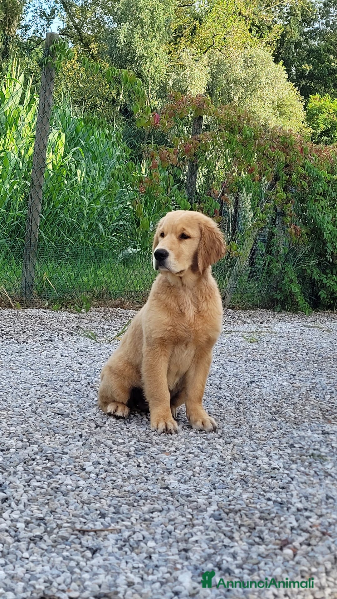 Golden Retriever cani in vendita: Golden retriever cuccioli disponibili  a Provincia di Pordenone - Immagine 1