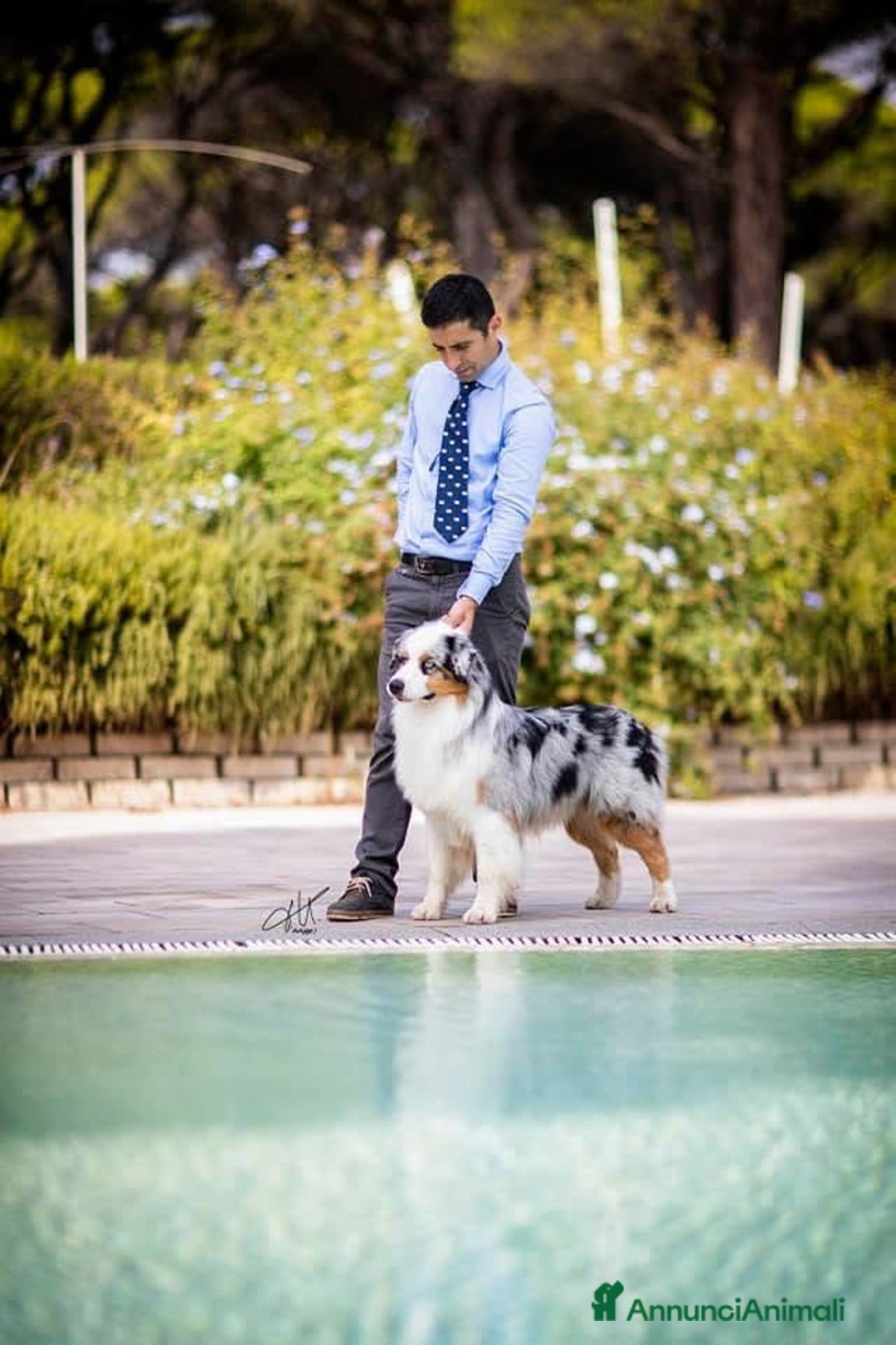 Australian Shepherd cani in vendita: Australian Shepherd  - Annuncio 11