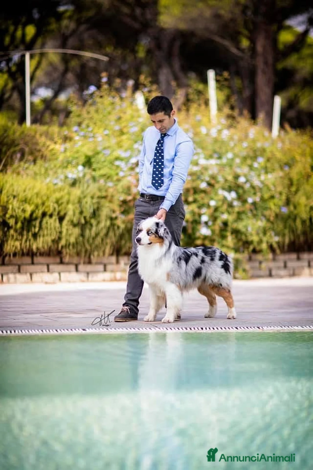 Australian Shepherd cani in vendita: Australian Shepherd  - Annuncio 3