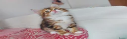 Siberiano gatti in vendita: Cucciolo Siberiano Certificato  - Annuncio 5