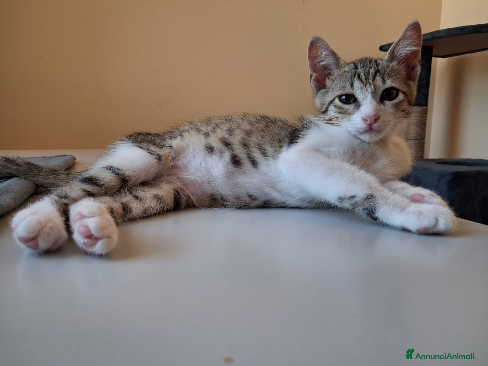 Meticcio gatti 2  fratellini chiari  - Annuncio 38