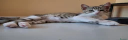 Meticcio gatti in regalo: 2  fratellini chiari  - Annuncio 1