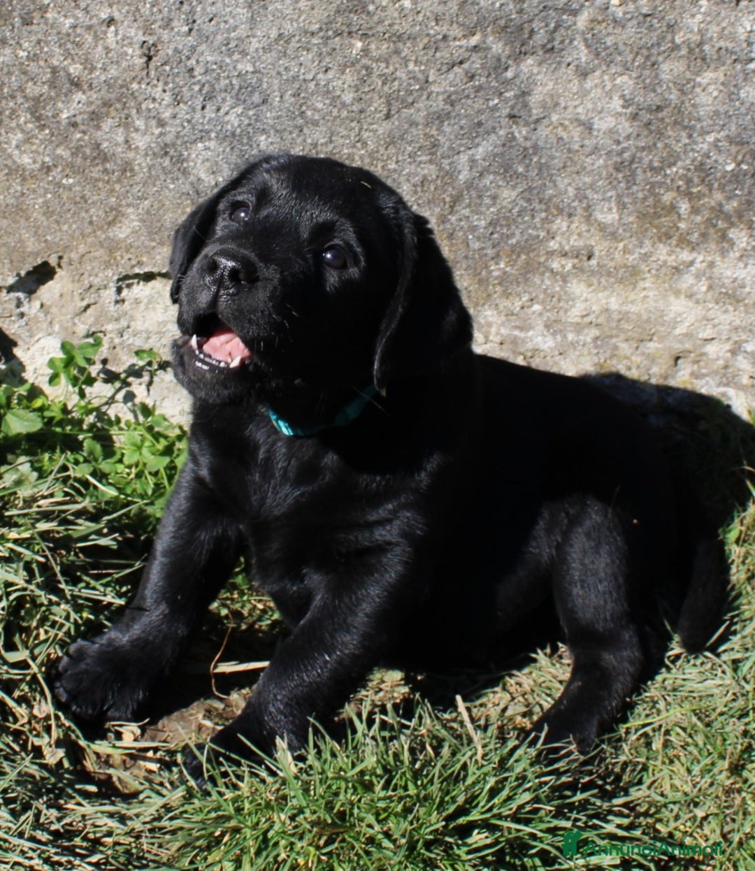 Labrador cani in vendita: Tre cuccioli di labrador retriever nero  - Annuncio 11