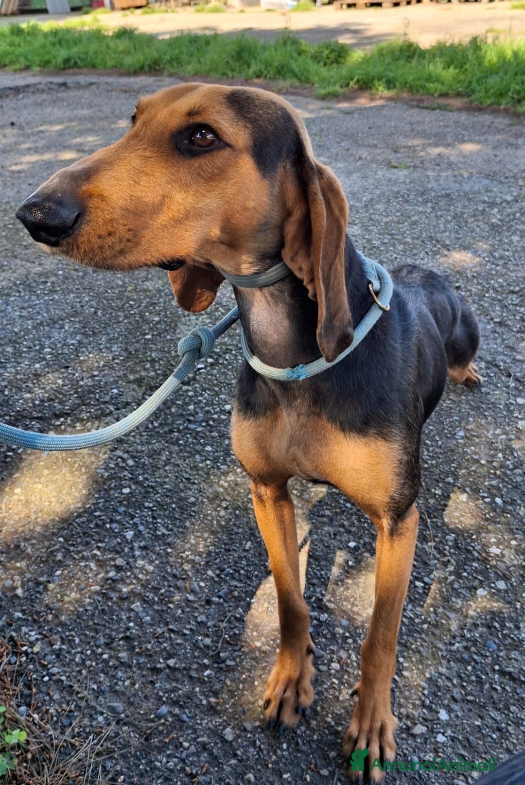 Segugio cani in regalo: BOBO 💙-cagnolino mite e delicato, buono con tutti - Annuncio 3