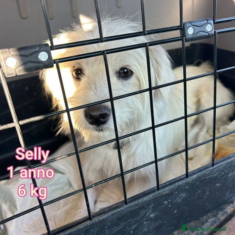 Meticcio cani a Provincia di Pistoia - Annuncio 16