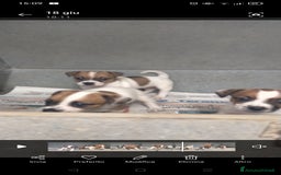 Jack Russell cani in vendita: jack Russell  a Provincia di Pescara - Immagine 1