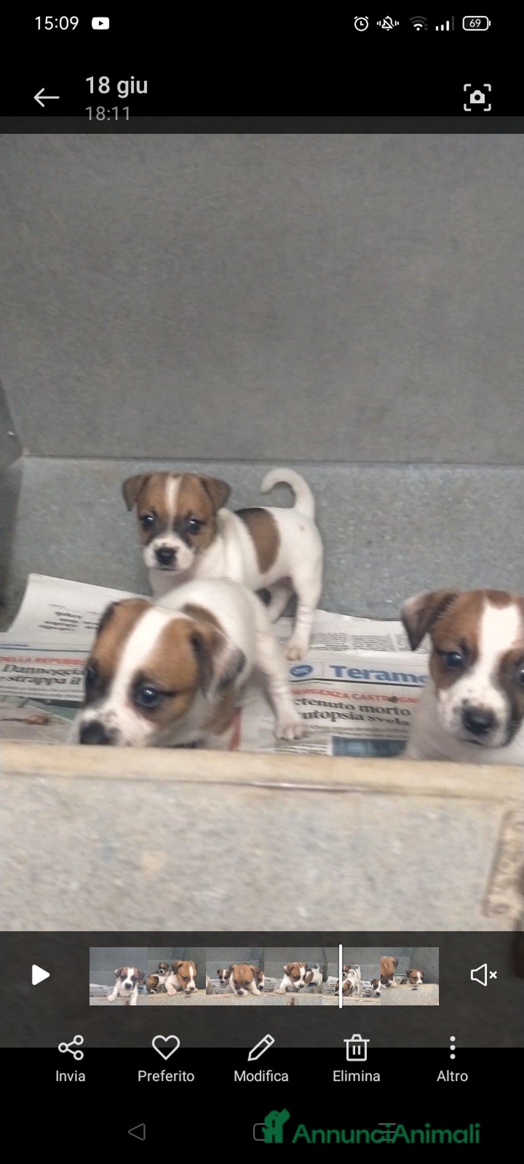 Jack Russell cani in vendita: jack Russell  a Provincia di Pescara - Immagine 1