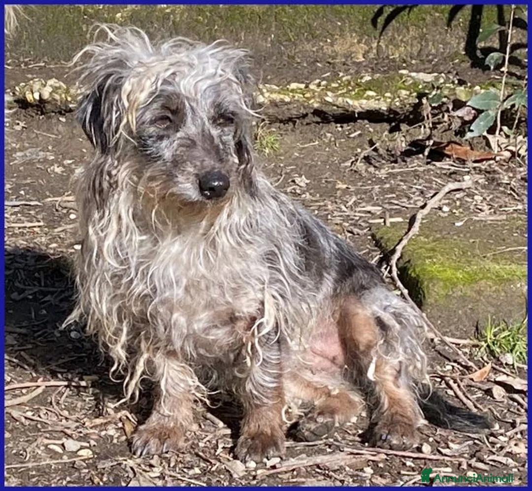 Meticcio cani in regalo: SHENZI piccola simil bassotta rimasta sola a Città metropolitana di Milano - Annuncio 1