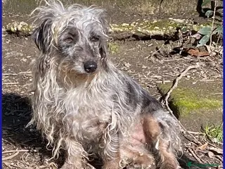 Meticcio cani SHENZI piccola simil bassotta rimasta sola - Annuncio 12