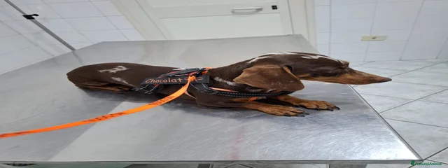 Choccolate 