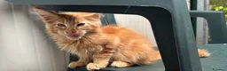 Maine Coon gatti in vendita: Maschietto rosso di maine coon - Annuncio 5