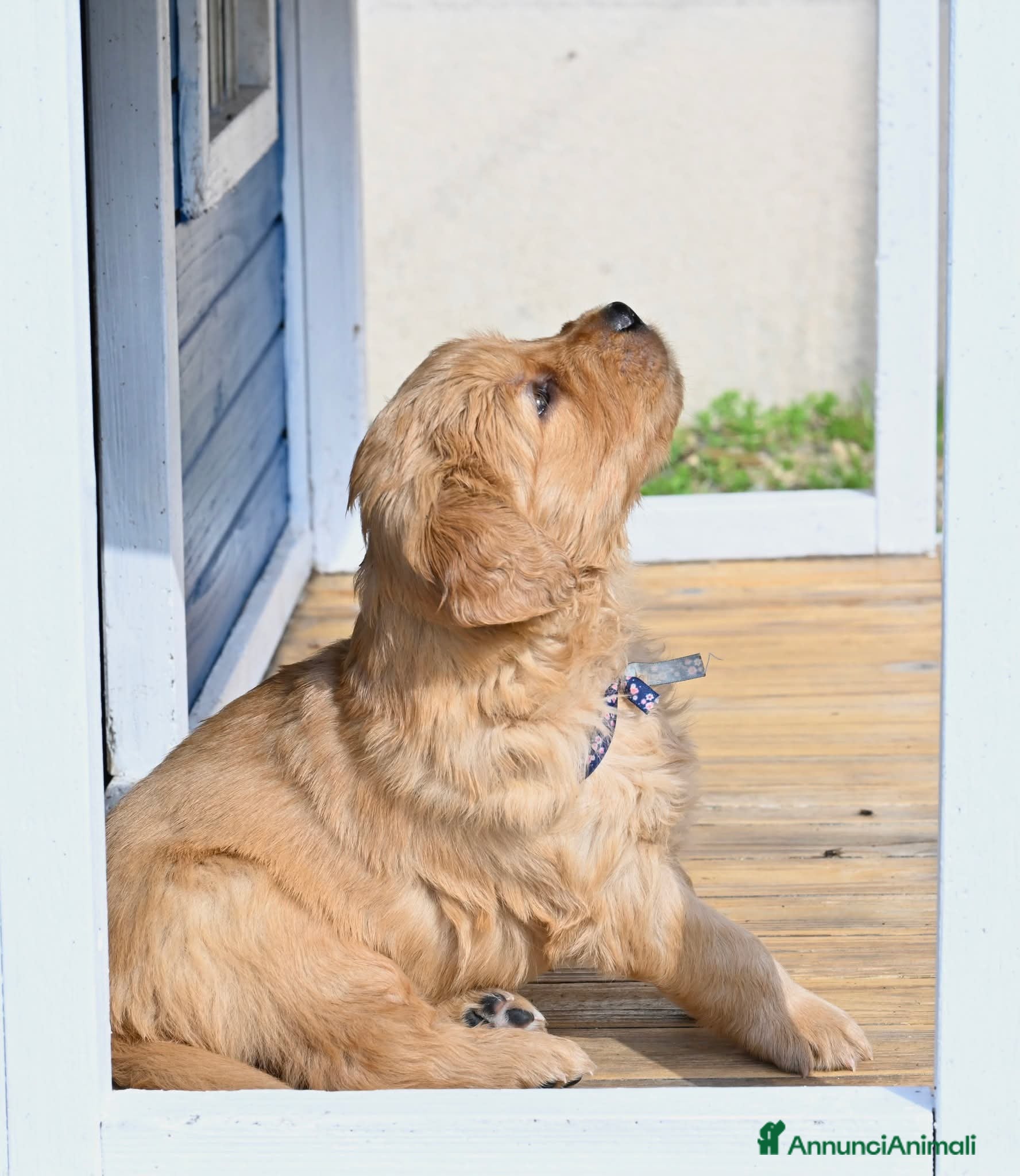 Golden Retriever cani Allevamento sleepingbeauty golden - Annuncio 6