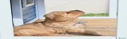 Golden Retriever cani in vendita: Allevamento sleepingbeauty golden - Annuncio 1