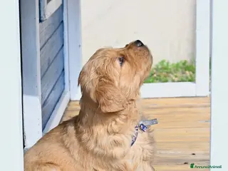Golden Retriever cani Allevamento sleepingbeauty golden - Annuncio 2