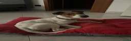 Jack Russell cani in regalo: Jack Russell  - Annuncio 5