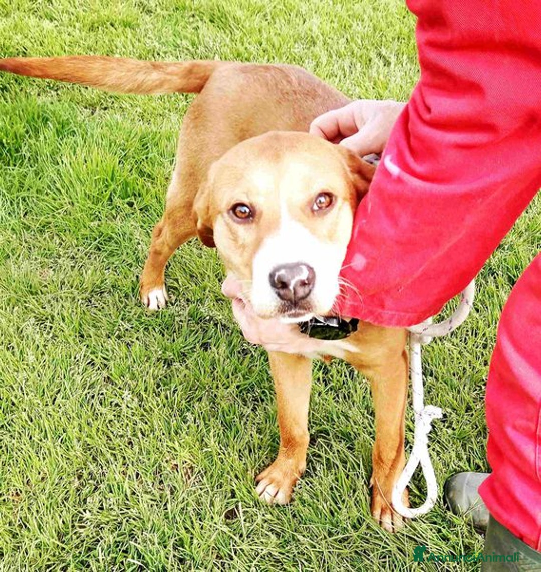 Meticcio cani in regalo: Cucciola Darling di nome e di fatto a Provincia di Latina - Annuncio 10