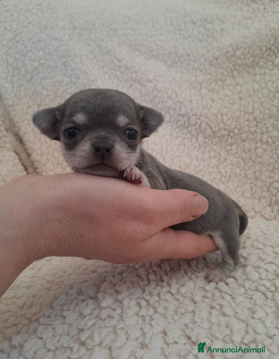 Chihuahua cani in vendita: Chihuahua - Annuncio 3