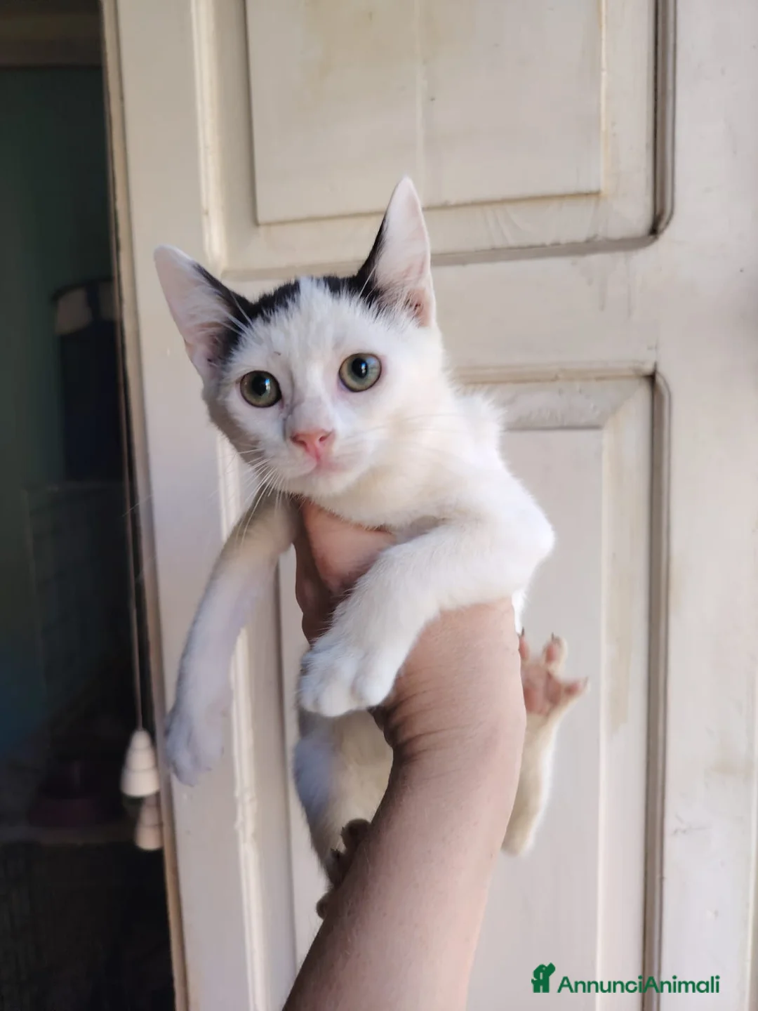 Altre razze gatti in regalo: ADOTTA UN GATTINO a Provincia di Reggio Emilia - Annuncio 12
