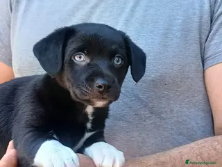 Meticcio cani IL PICCOLO ACHILLE NON VUOLE CRESCERE IN CANILE - Annuncio 31