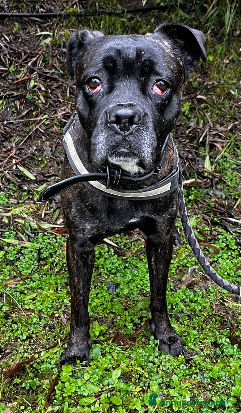 Meticcio cani CHERRY BOXER - Annuncio 2