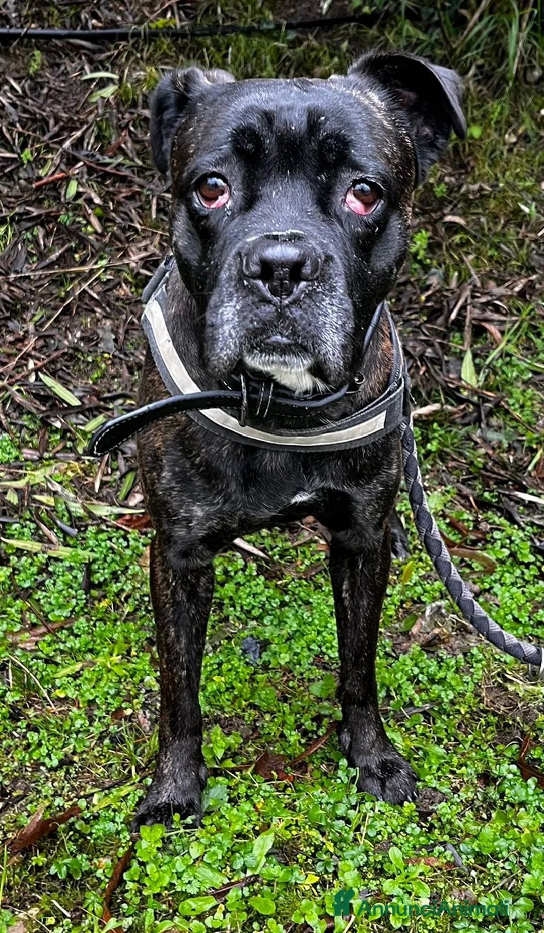 Meticcio cani in regalo: CHERRY BOXER - Annuncio 2