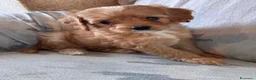 Cavapoo cani in vendita: Cuccioli di cane Cavapoo - Annuncio 9