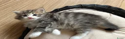 Siberiano gatti in vendita: SIBERIANO GATTINO IPOALLERGENICO  - Annuncio 9