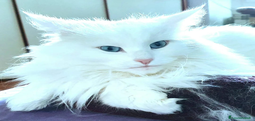 Immagine della galleria {{count}}