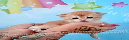 British gatti in vendita: Cuccioli di Brisith Shorthair con Pedigree - Annuncio 31