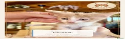 Maine Coon gatti in vendita: Cuccioli Maine Coon ANFI – Il Sogno di Lola - Annuncio 2