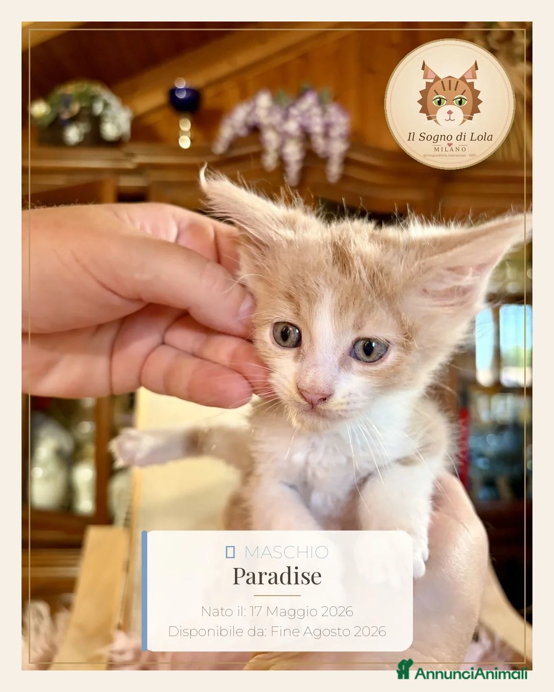 Maine Coon gatti in vendita: Cuccioli Maine Coon ANFI – Il Sogno di Lola - Annuncio 2