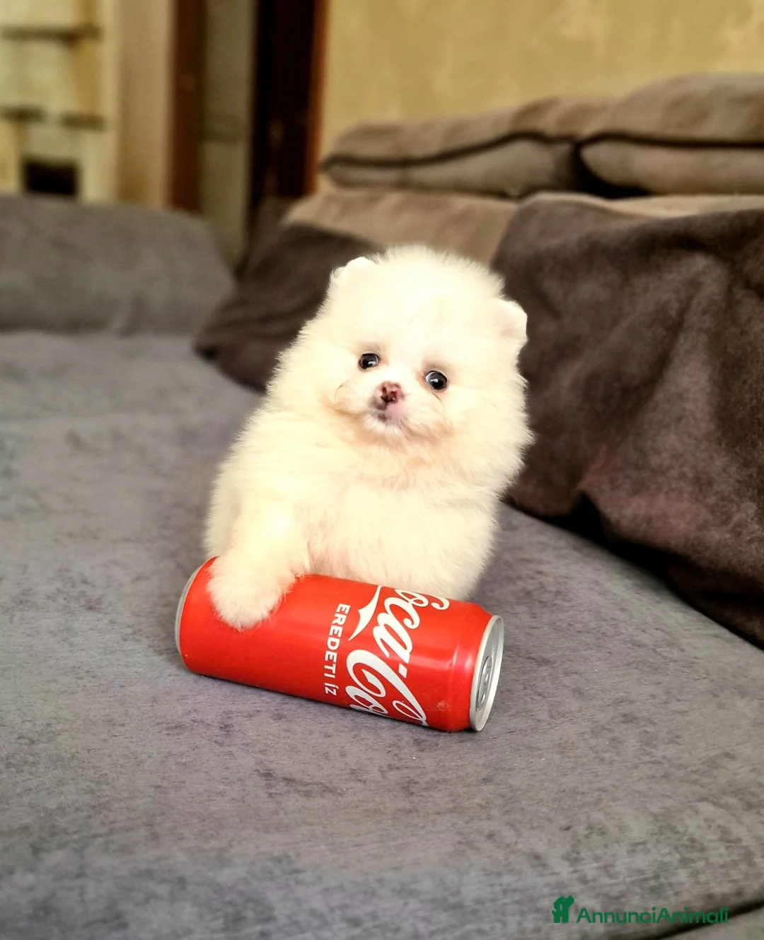 Spitz cani in vendita: Spitz di Pomerania NANO  - Annuncio 1
