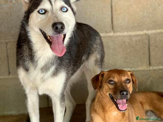 Meticcio cani BLUE & REDDY, anime gemelle sfortunate! - Annuncio 17