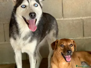 Meticcio cani BLUE & REDDY, anime gemelle sfortunate! - Annuncio 29