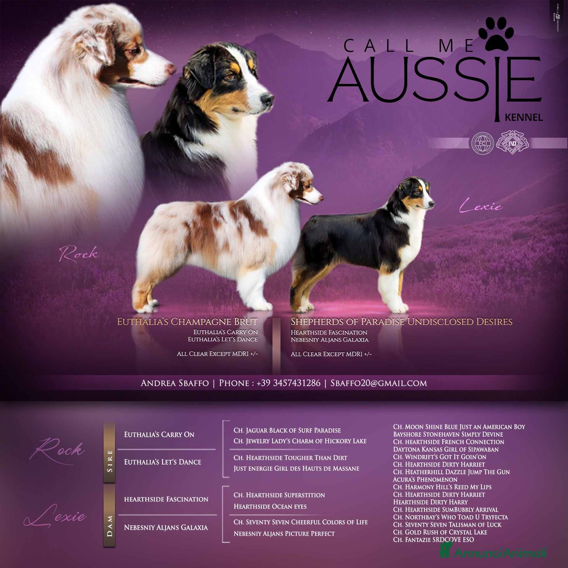 Australian Shepherd cani Cuccioli di Pastore Australiano  - Annuncio 6