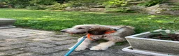 Meticcio cani in regalo: Oscar  a Provincia di Cuneo - Annuncio 3