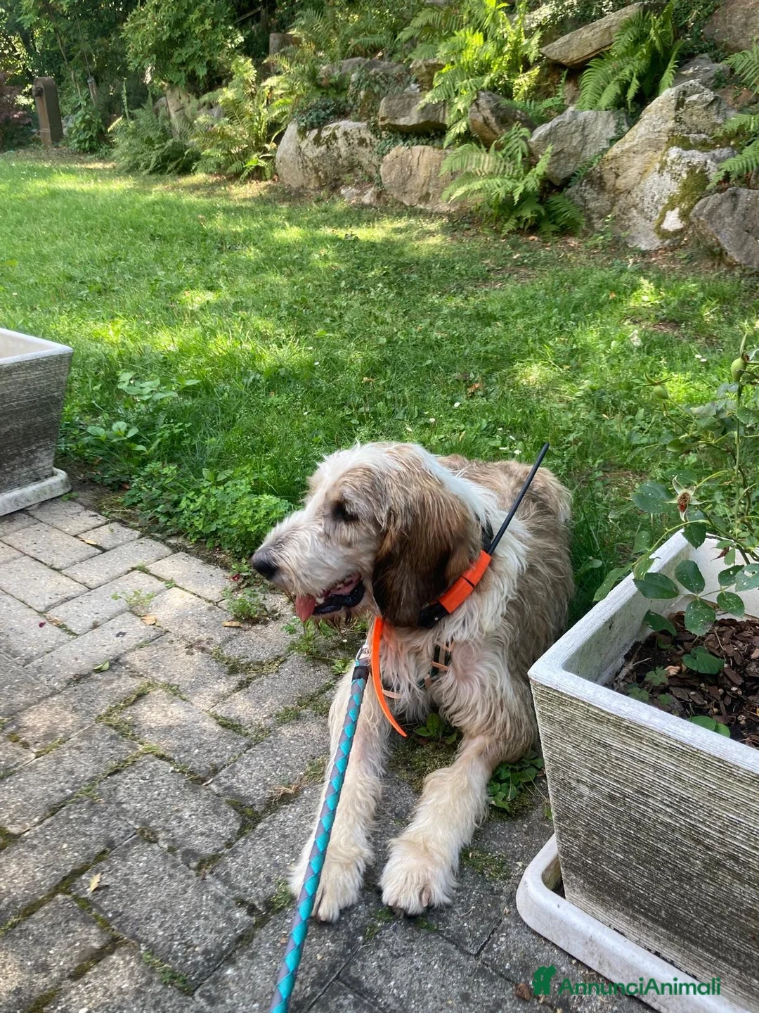 Meticcio cani in regalo: Oscar  a Provincia di Cuneo - Annuncio 3