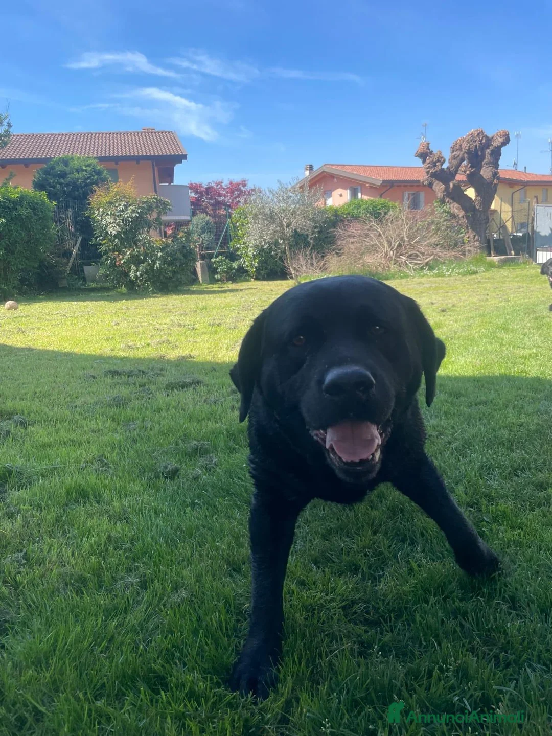 Labrador cani per accoppiamento: Labrador nero ENCI per monta - Annuncio 8