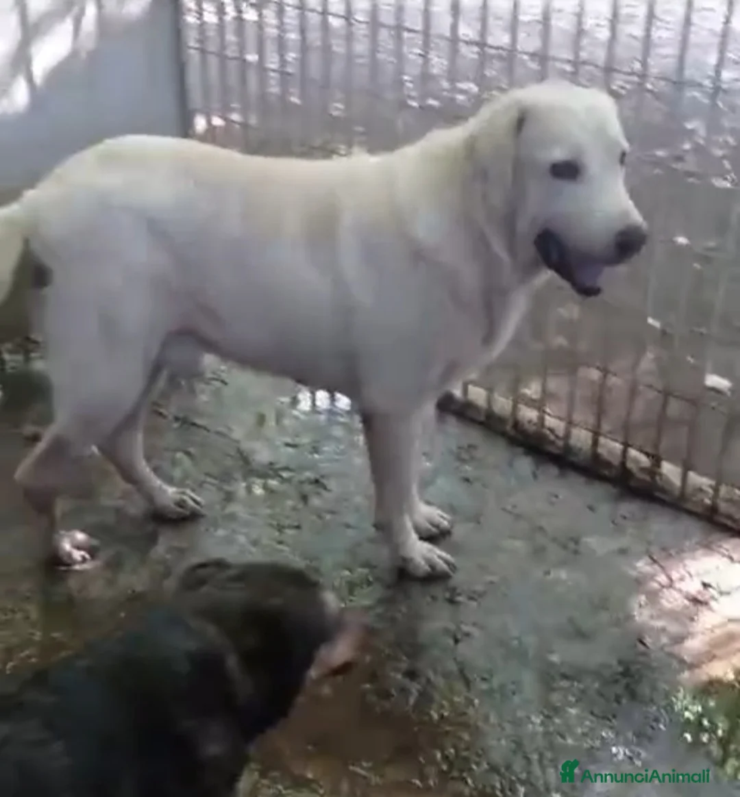 Labrador cani in regalo: Labrador puro SOS MIRACOLO DI ADOZIONE X ARGO.NAP a Città metropolitana di Milano - Annuncio 3