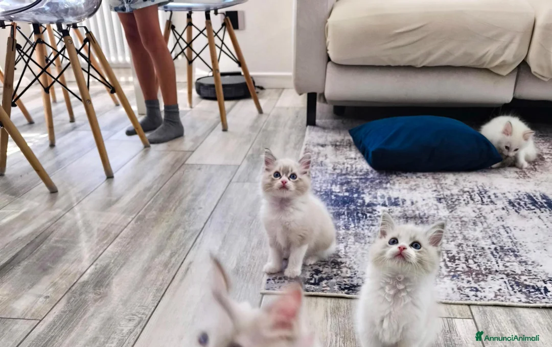 Ragdoll gatti in vendita: Cuccioli di Ragdoll con pedigree enfi - Annuncio 11
