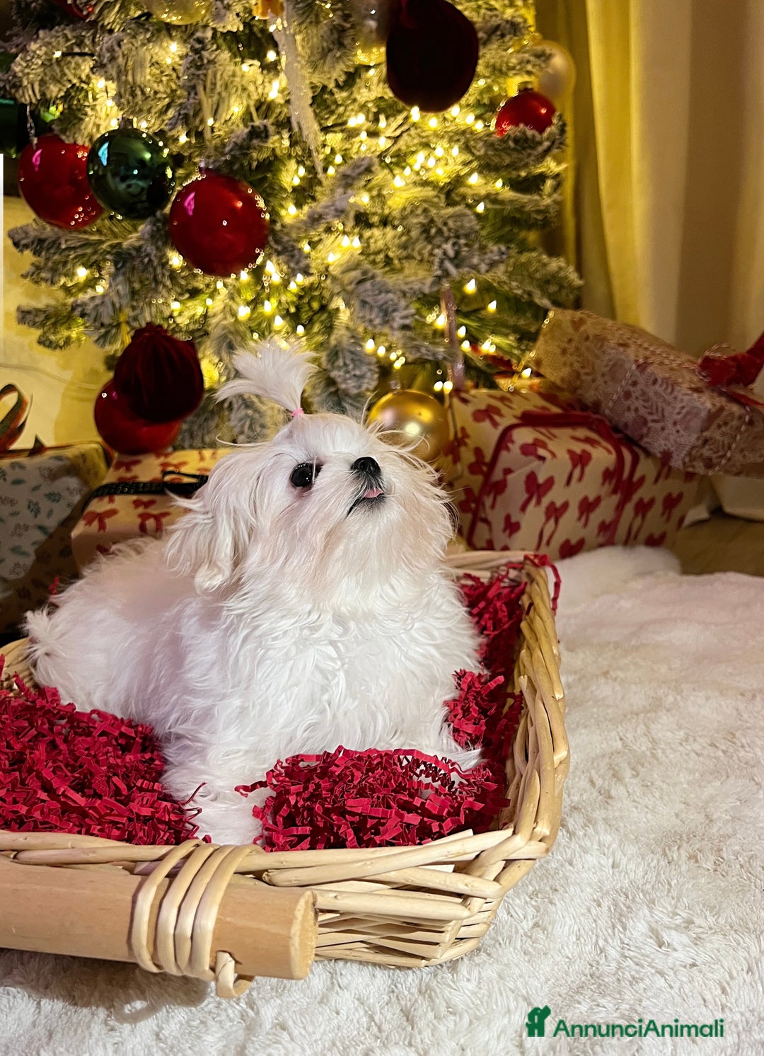 Maltese cani in vendita: Maltese coreano  - Annuncio 2