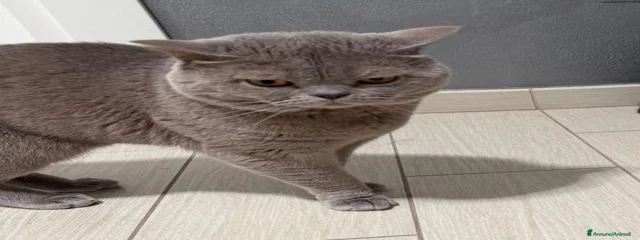 coco