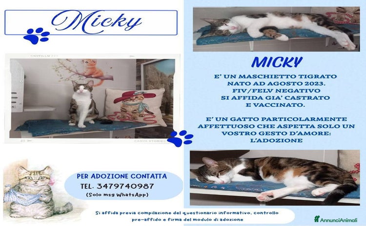 Europeo gatti MICKY, affettuoso micio da adottare! - Annuncio 14