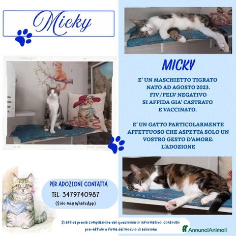 Europeo gatti MICKY, affettuoso micio da adottare! - Annuncio 5