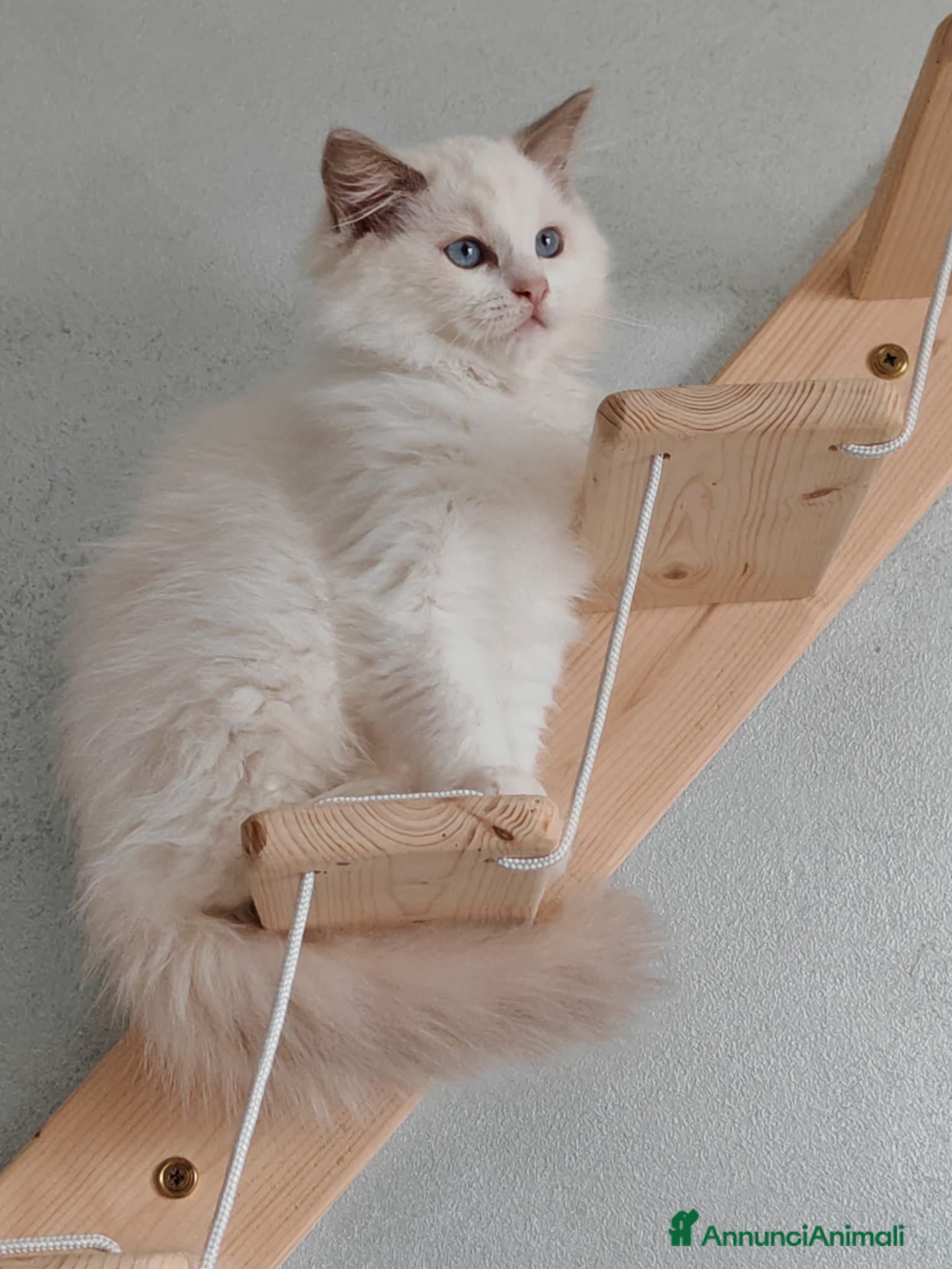 Ragdoll gatti Ragdoll cuccioli  - Annuncio 1