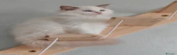 Ragdoll gatti in vendita: Ragdoll cuccioli  - Annuncio 1