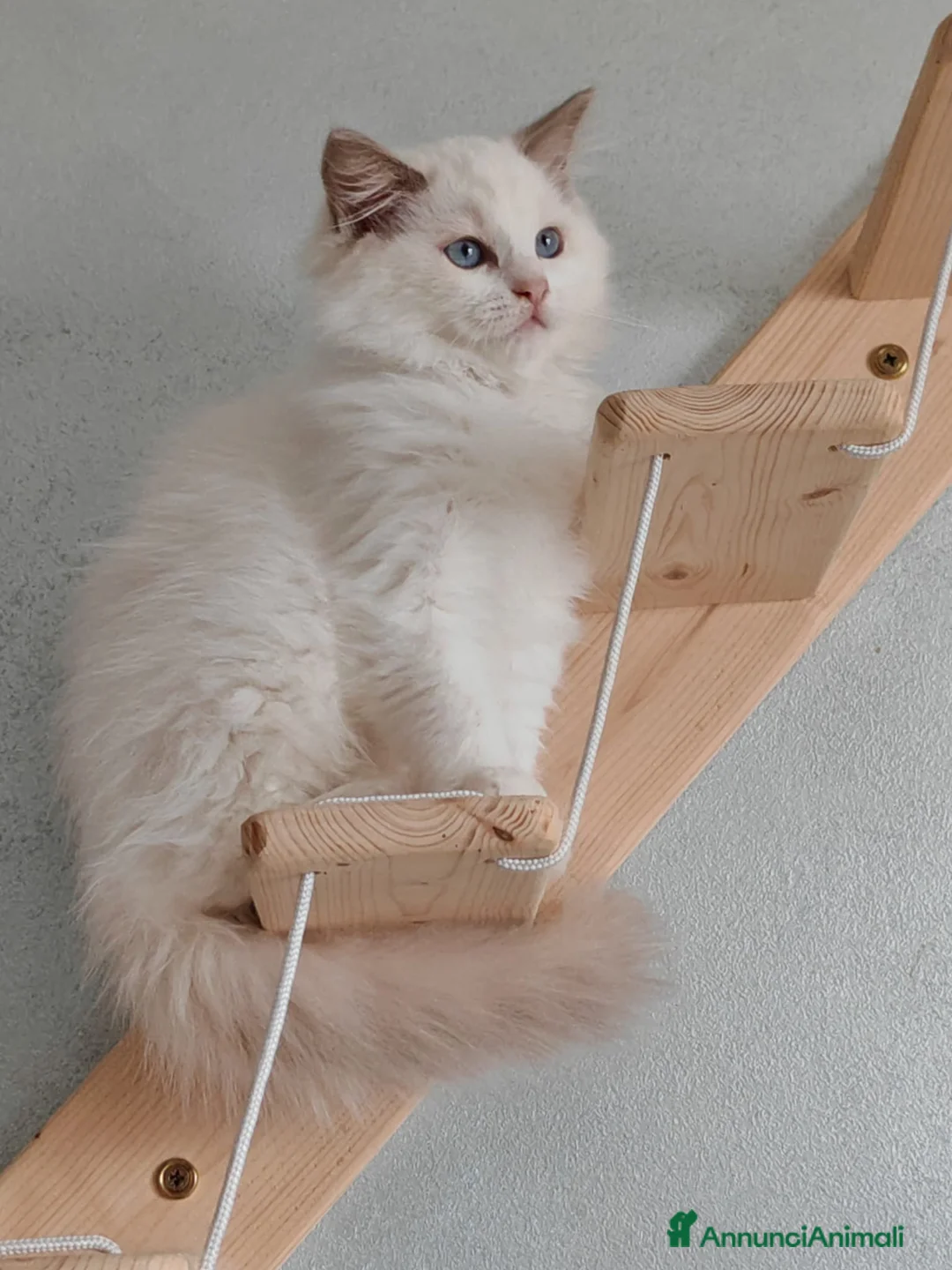 Ragdoll gatti in vendita: Ragdoll cuccioli  - Annuncio 1