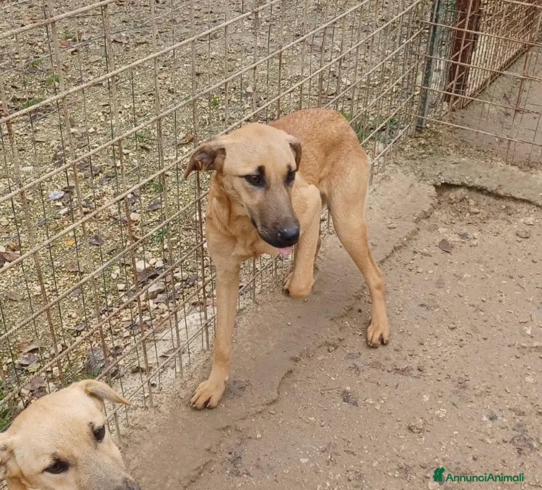 Meticcio cani in regalo: LA TIMIDA ALBICOCCA a Città metropolitana di Roma Capitale - Annuncio 2